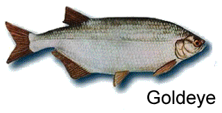 Goldeye