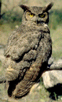 Great Horned Owl