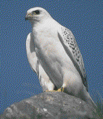 Gyr Falcon