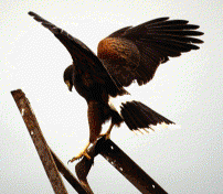 Harris' Hawk