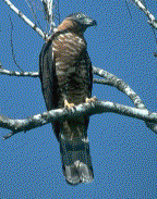 Hook Billed Kite