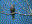 Hook Billed Kite