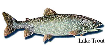 Lake Trout