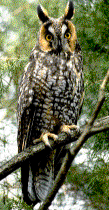 Long Eared Owl