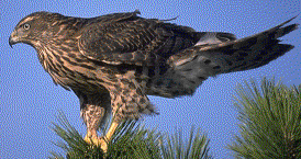 Northern Goshawk