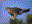 Northern Goshawk