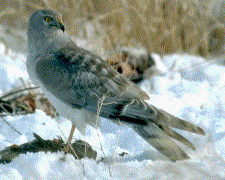 Northern Harrier