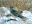 Northern Harrier