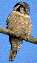 Northern Hawk Owl
