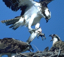 Osprey (Fish Hawk)