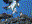 Osprey (Fish Hawk)