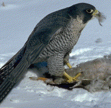 Peregrine Falcon