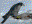 Peregrine Falcon