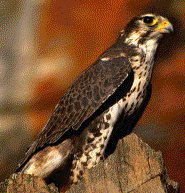 Prairie Falcon