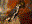 Prairie Falcon