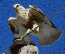 Rough-legged Hawk