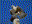 Rough-legged Hawk