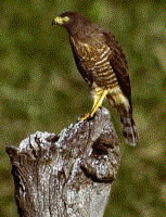 Roadside Hawk