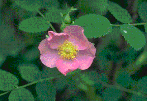 Wild Rose