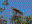 Red-shouldered Hawk