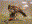 Red-tailed Hawk