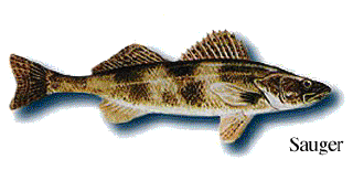 Sauger