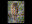 Spotted Owl