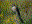 Sharp-shinned Hawk