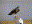 Swainsons Hawk