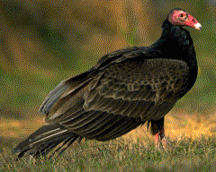 Turkey Vulture