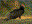 Turkey Vulture