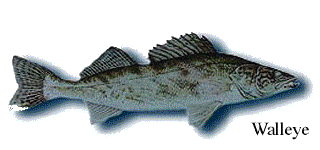 Walleye