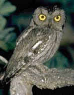 Western Screech Owl