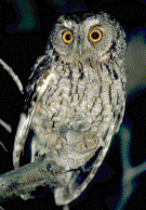 Whiskered Screech Owl