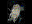 Whiskered Screech Owl