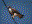 White-tailed Hawk