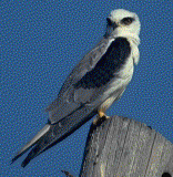 Black-shouldered Kite