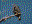 Zone-tailed Hawk