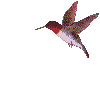 !hum_1rt.gif (7603 bytes)