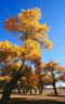 thm_tree-2.gif