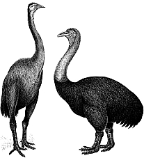 Elephant Bird & a whole lot Moa
