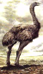 'Fluffy'