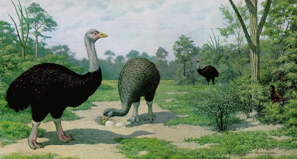 Walter Weber's Vorompatra