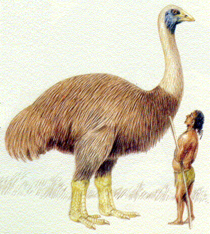 Ad Cameron's Aepyornis & one surprised Malagasy