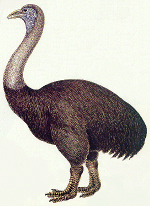 Ad Cameron's OTHER Aepyornis