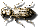 What's a Beetle?