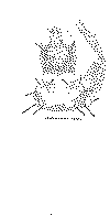 Bidens.tif (98430 bytes)