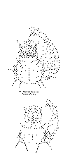 Hoplo1.tif (126506 bytes)