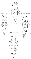 Instar1.tif (125636 bytes)