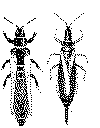 Thrips.tif (86740 bytes)
